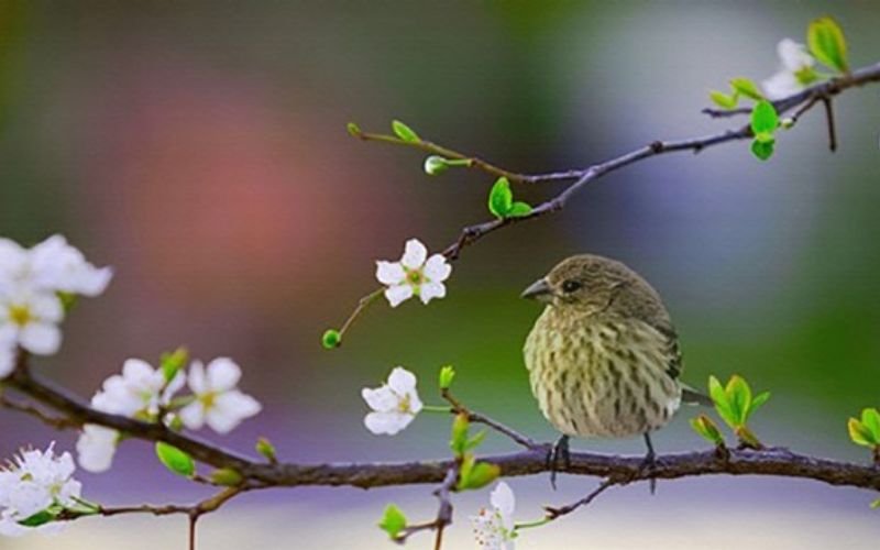 Cảm xúc của nhà thơ trước vẻ đẹp của mùa xuân được thể hiện như thế nào qua những dòng thơ: Ơi, con chim chiền chiện/ Hót chi mà vang trời/ Từng giọt long lanh rơi/ Tôi đưa tay tôi hứng?