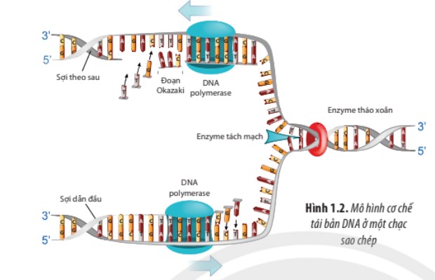 Chức năng của DNA là gì? Cơ chế tái bản của DNA là? - ảnh 2