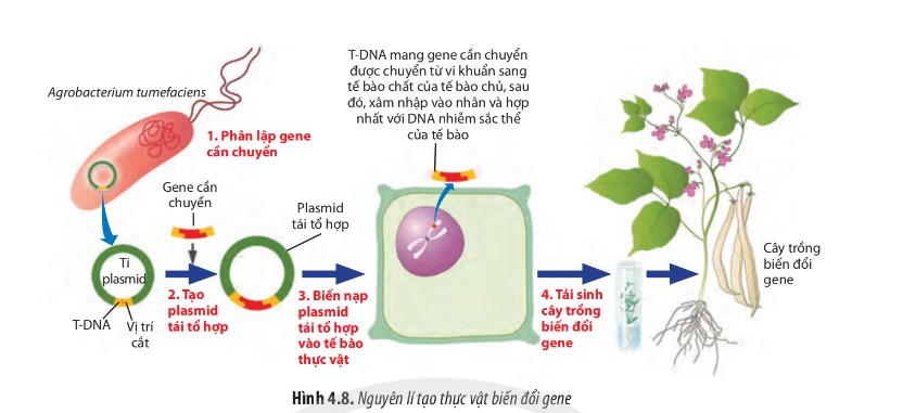 Công nghệ gene là gì? Công nghệ DNA tái tổ hợp là gì? Cách tạo thực vật và động vật biến đổi gene? - ảnh 3