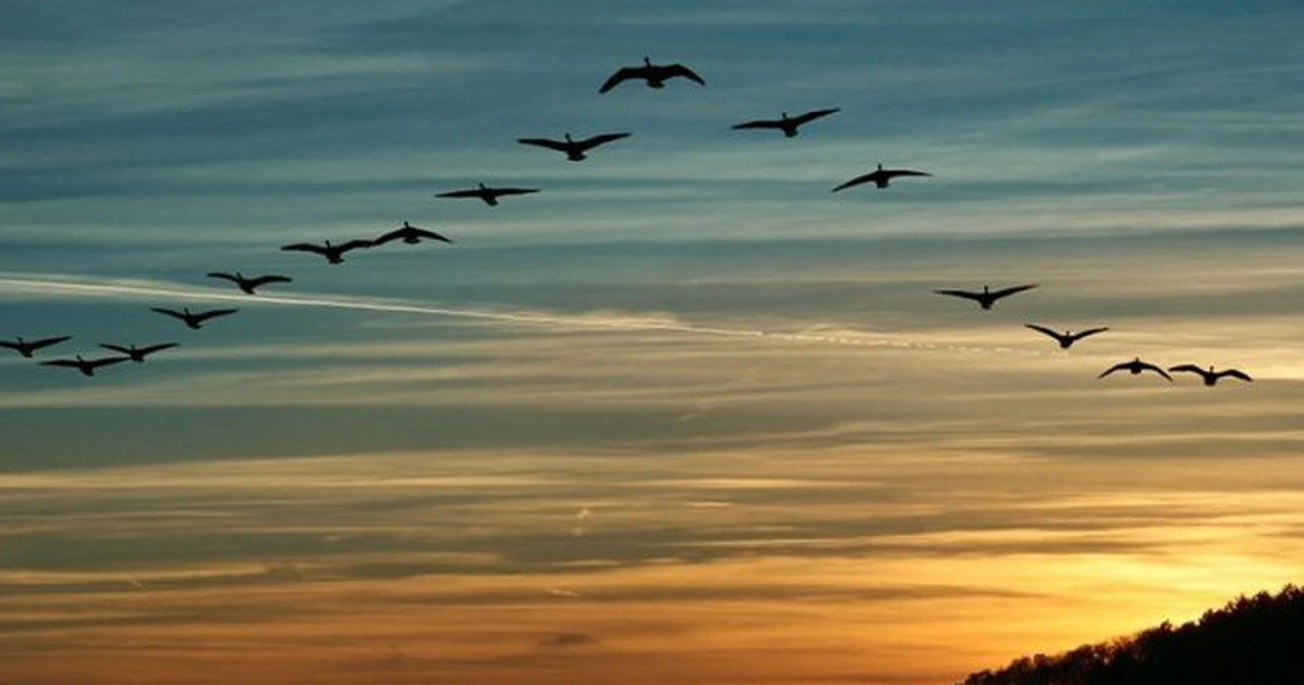 Đọc hiểu Những điều bí ẩn trong tập tính di cư của các loài chim