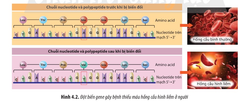 Đột biến gene là gì? Các dạng đột biến, nguyên nhân, cơ chế phát sinh và vai trò của đột biến gene là gì? - ảnh 1