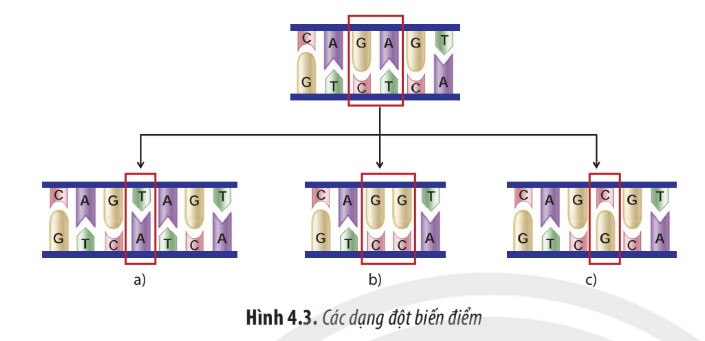 Đột biến gene là gì? Các dạng đột biến, nguyên nhân, cơ chế phát sinh và vai trò của đột biến gene là gì? - ảnh 2