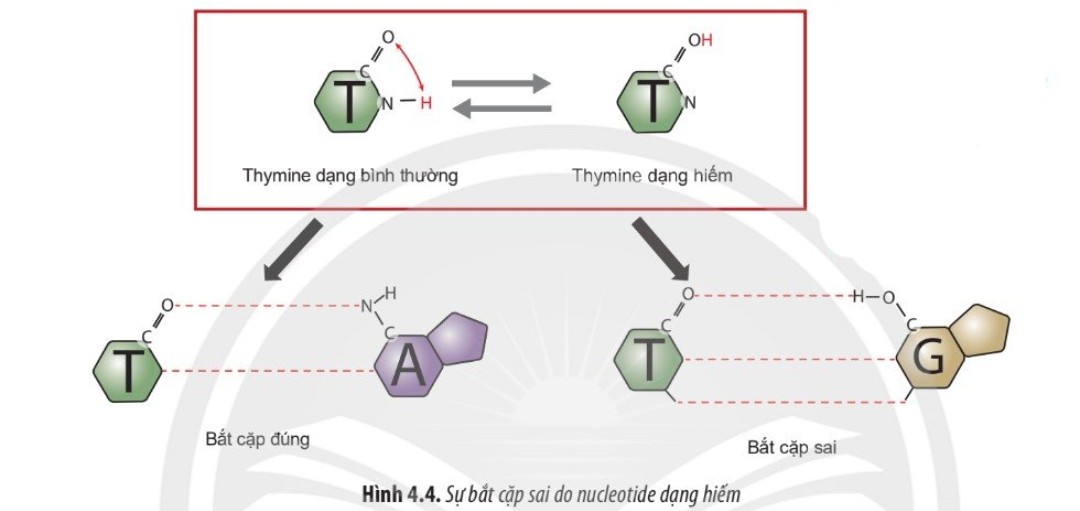 Đột biến gene là gì? Các dạng đột biến, nguyên nhân, cơ chế phát sinh và vai trò của đột biến gene là gì? - ảnh 3