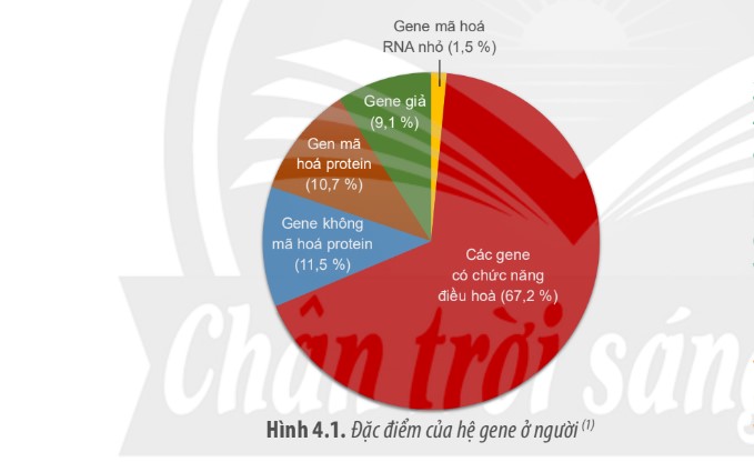 Hệ gene là gì? Những thành tựu và giải mã hệ gene người? - ảnh 2