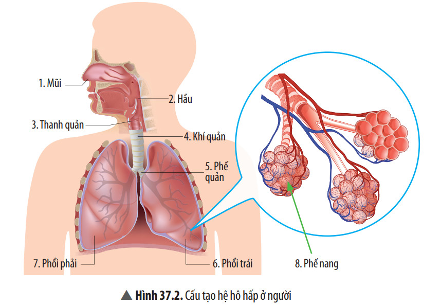 Lý thuyết Khoa học tự nhiên 8 Bài Hệ hô hấp ở người