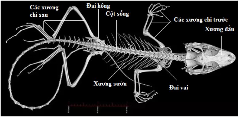 https://api.topbee.vn/storage/uploads/images/neu-ro-he-than-kinh-cua-than-lan-va-ech.jpg