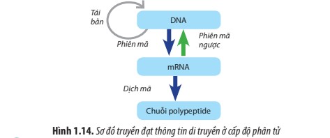 Sơ đồ cơ chế truyền thông tin di truyền ở cấp độ phân tử