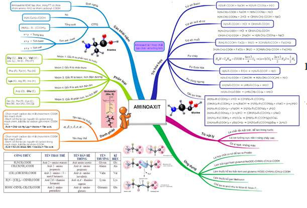 Sơ đồ tư duy amino axit