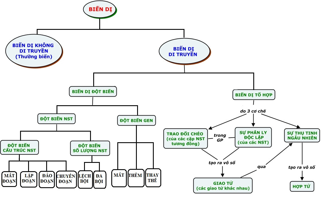 Sơ đồ tư duy biến dị