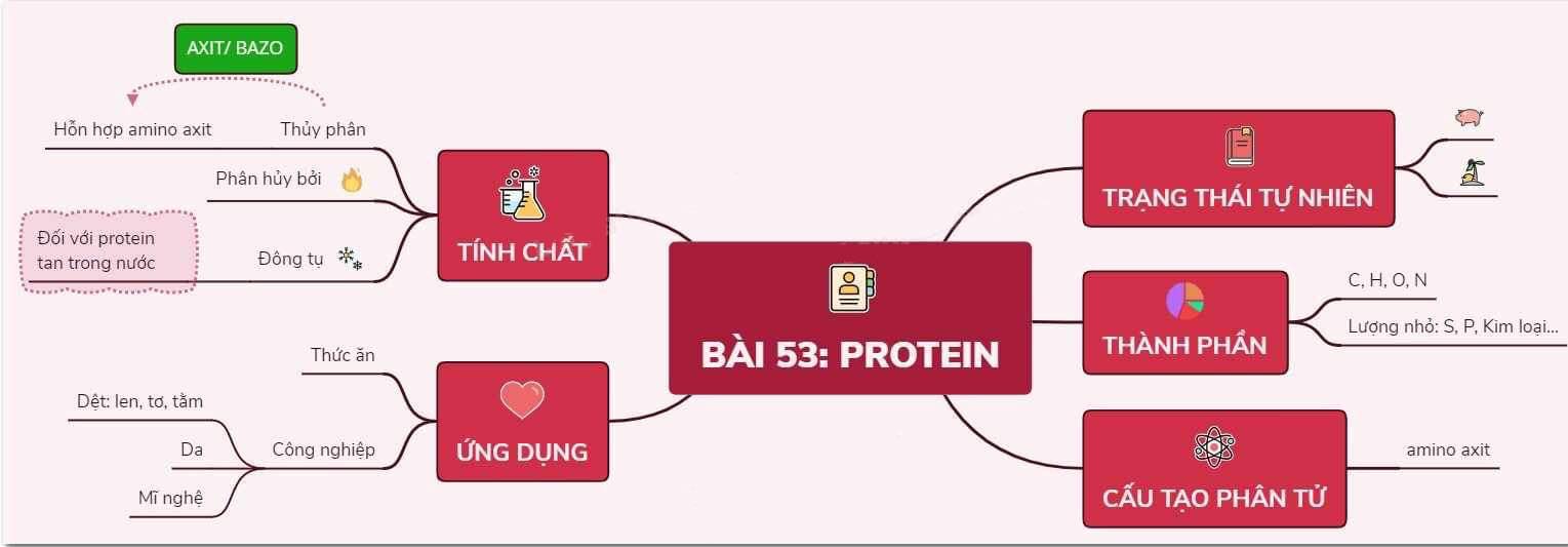 Sơ đồ tư duy protein