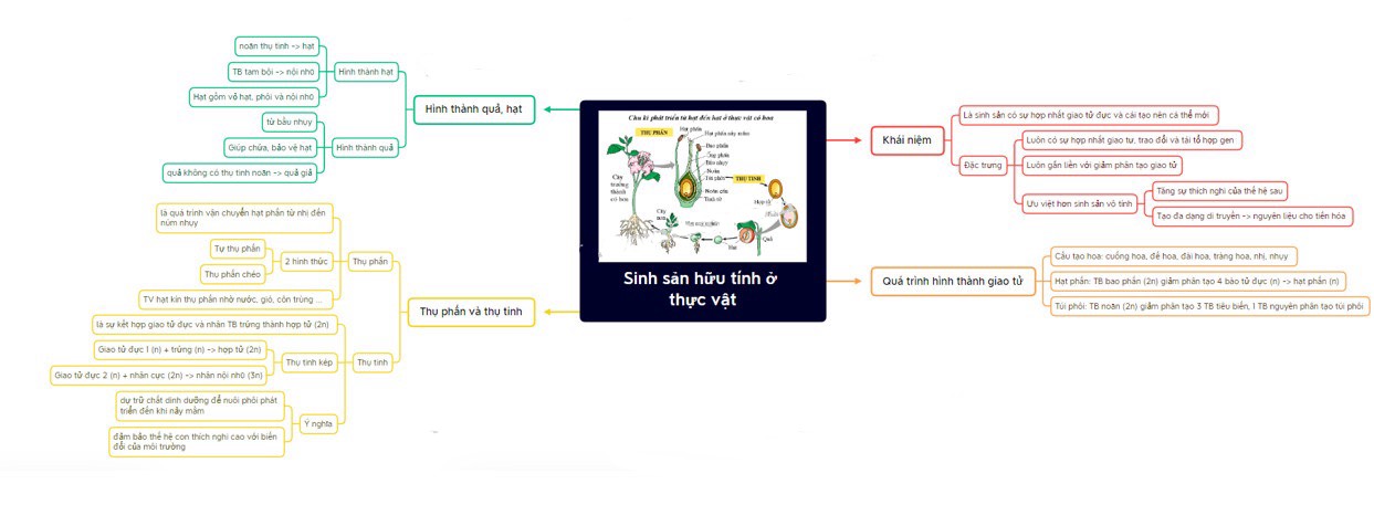 Sơ đồ tư duy sinh sản ở thực vật