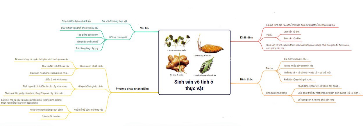 Sơ đồ tư duy sinh sản ở thực vật