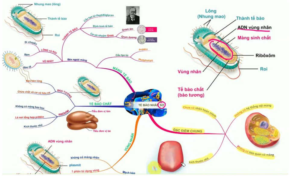 Sơ đồ tư duy tế bào nhân sơ 