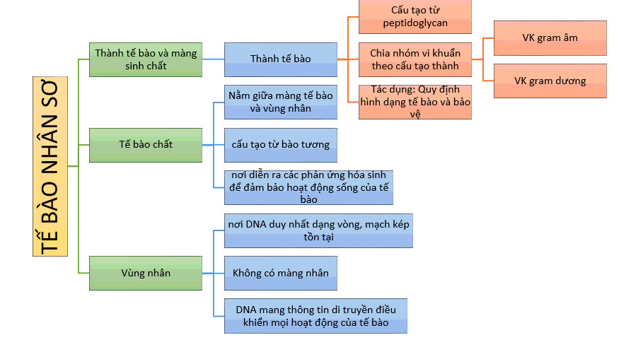 Sơ đồ tư duy tế bào nhân sơ 