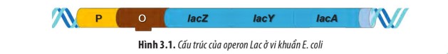 Thí nghiệm xác định cơ chế điều hòa biểu hiện gene của operon Lac - ảnh 1