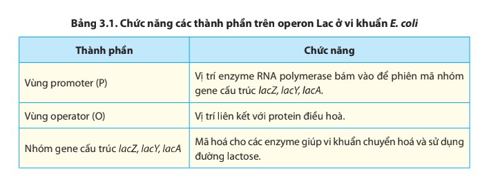 Thí nghiệm xác định cơ chế điều hòa biểu hiện gene của operon Lac - ảnh 2