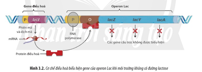 Thí nghiệm xác định cơ chế điều hòa biểu hiện gene của operon Lac - ảnh 3