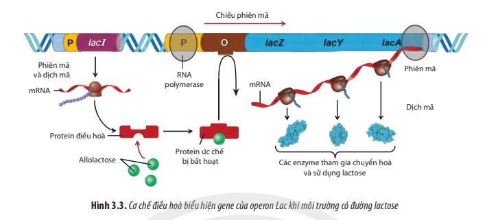 Thí nghiệm xác định cơ chế điều hòa biểu hiện gene của operon Lac - ảnh 4