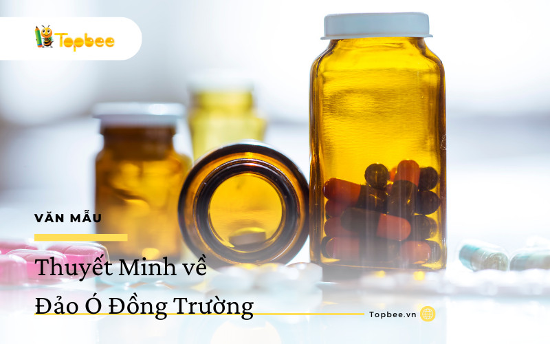 Thuyết Minh về Đảo Ó Đồng Trường