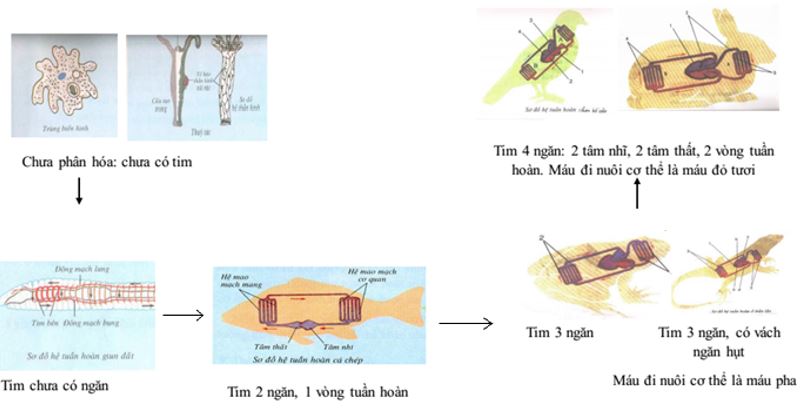 https://api.topbee.vn/storage/uploads/images/trinh-bay-chieu-huong-tien-hoa-cua-he-tuan-hoan-o-nhom-dong-vat-co-xuong-song.jpg