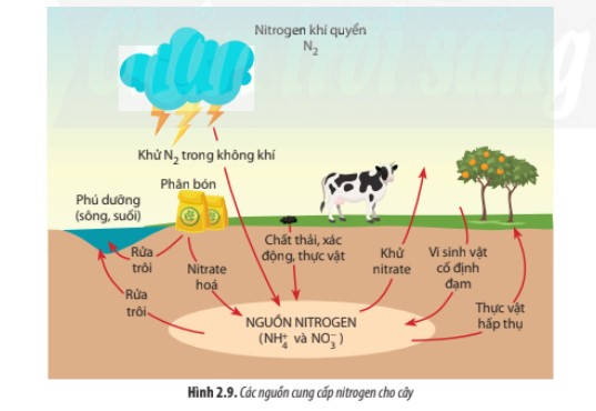 Vai trò của nitrogen là gì? Nguồn cung cấp nitrogen của thực vật từ đâu? Quá trình biến đổi nitrate và ammonium ở thực vật diễn ra như thế nào? - ảnh 1