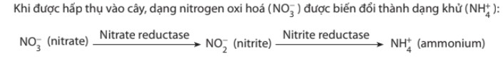 Vai trò của nitrogen là gì? Nguồn cung cấp nitrogen của thực vật từ đâu? Quá trình biến đổi nitrate và ammonium ở thực vật diễn ra như thế nào? - ảnh 2